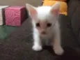 Gatinhos