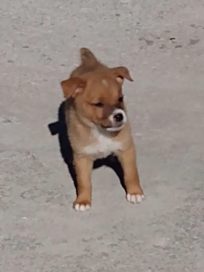 Cachorro raça Virá lata idade Abaixo de 2 meses nome Nt