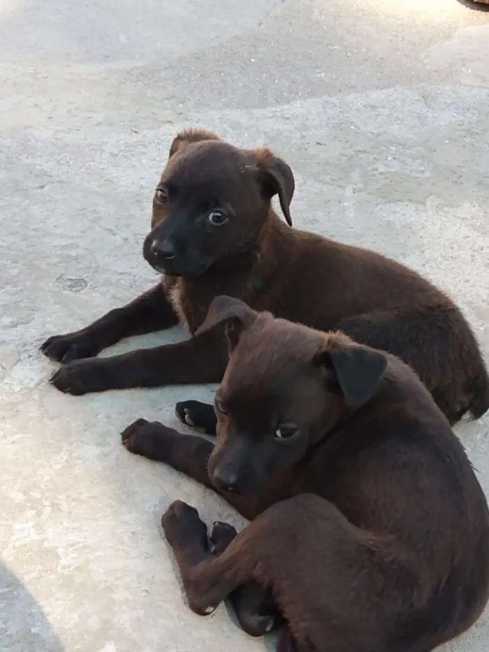 Cachorro raça Virá lata idade Abaixo de 2 meses nome Nt