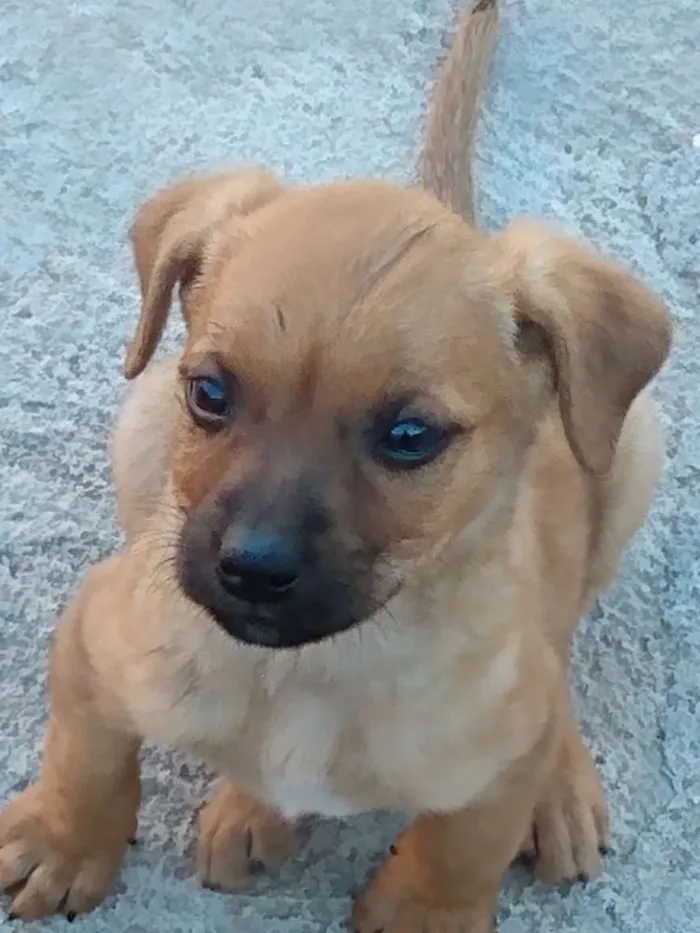 Cachorro raça Virá lata idade Abaixo de 2 meses nome Nt