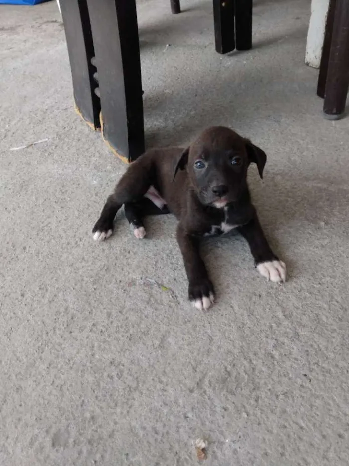 Cachorro raça Virá lata idade Abaixo de 2 meses nome Nt