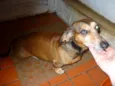 Fritz