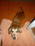 Fritz