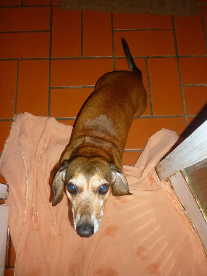 Cachorro ra a Basset idade 6 ou mais anos nome Fritz