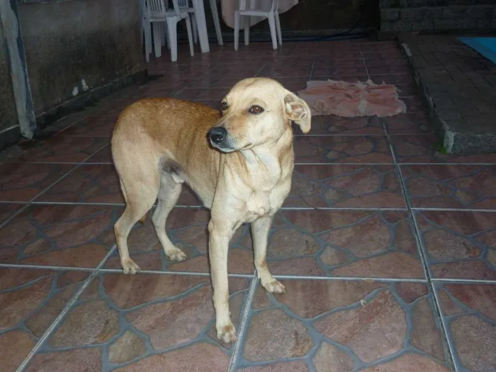 Cachorro ra a Mestico idade 5 anos nome Tom