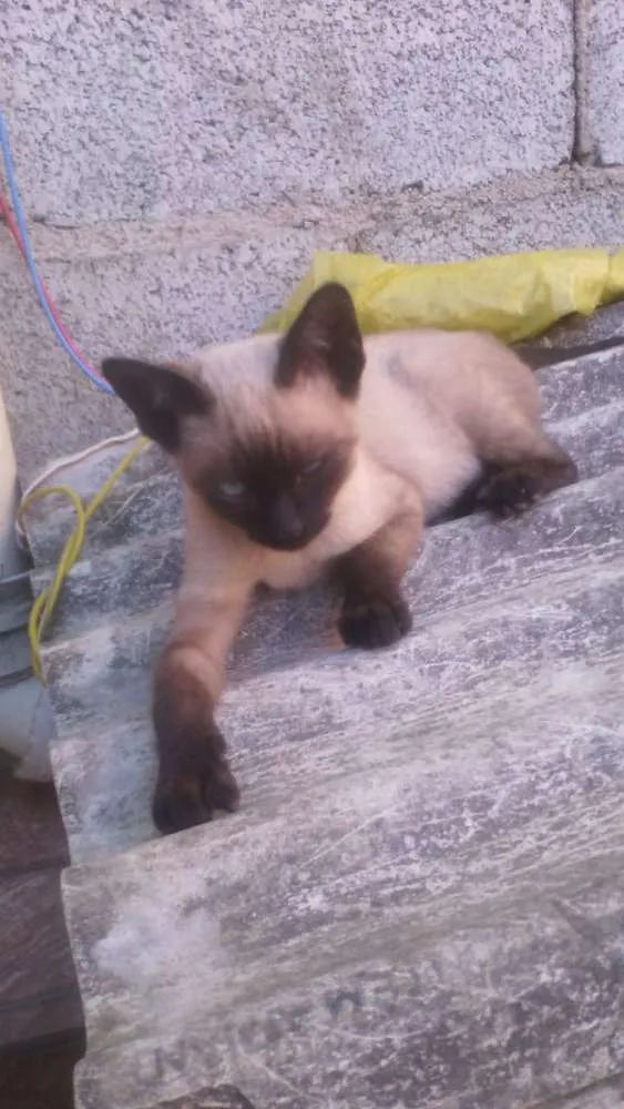 Gato ra a Com europeu mestiço com siamês idade 2 a 6 meses nome Filhotes 4 mch 2 fem