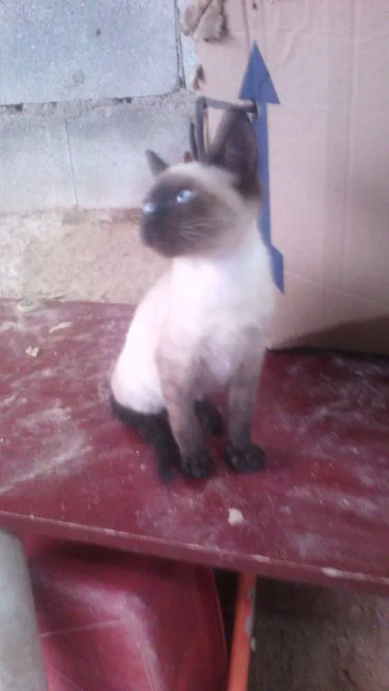 Gato ra a Com europeu mestiço com siamês idade 2 a 6 meses nome Filhotes 3 mch 2 fem