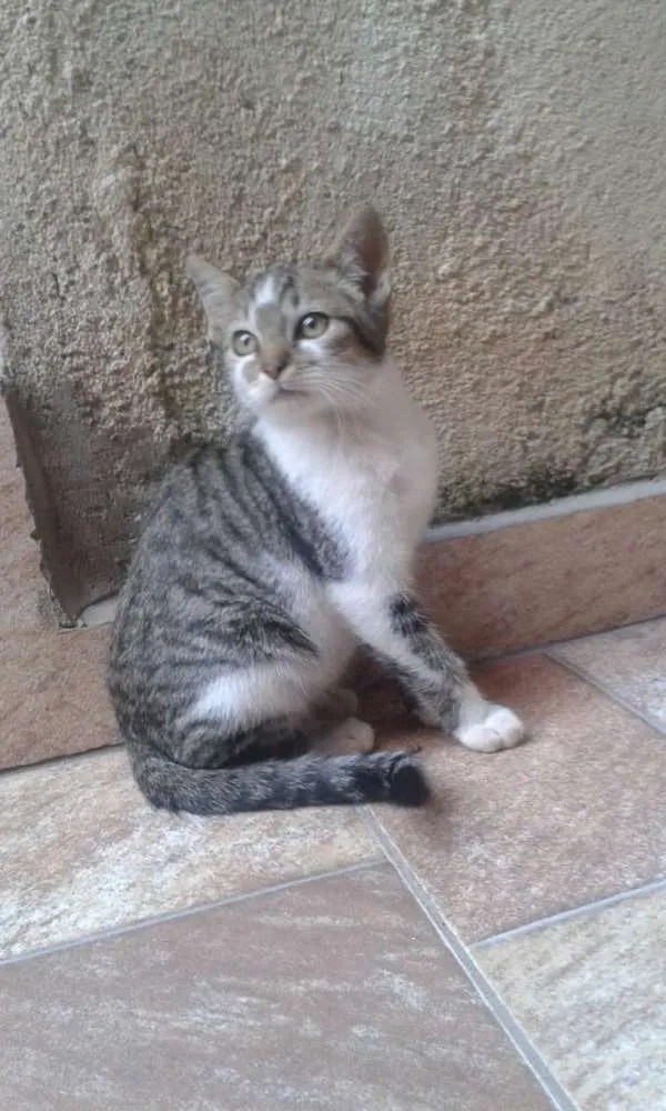 Gato ra a Com europeu mestiço com siamês idade 2 a 6 meses nome Filhotes 3 mch 2 fem