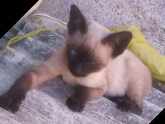 Gato ra a Com europeu mestiço com siamês idade 2 a 6 meses nome Filhotes 3 mch 2 fem