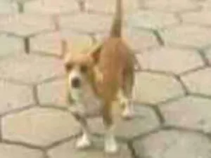 Cachorro raça Pincher com viralata idade 3 anos nome Coquinho