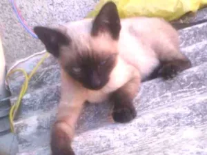 Gato raça Com europeu mestiço com siamês idade 2 a 6 meses nome Filhotes 3 mch 2 fem