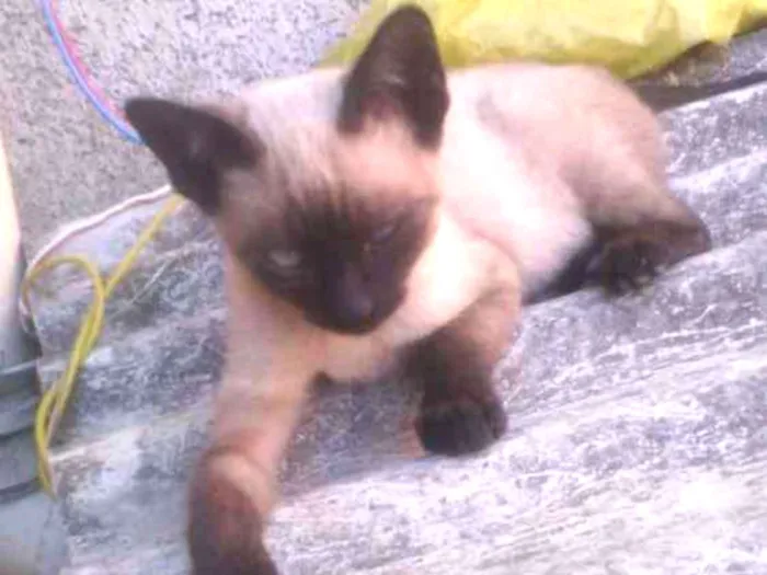 Gato ra a Com europeu mestiço com siamês idade 2 a 6 meses nome Filhotes 3 mch 2 fem