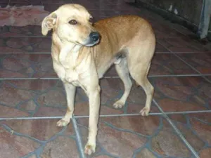 Cachorro raça Mestico idade 5 anos nome Tom