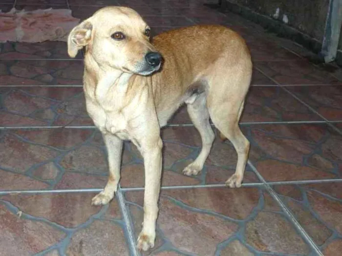 Cachorro ra a Mestico idade 5 anos nome Tom
