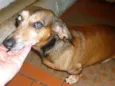 Fritz