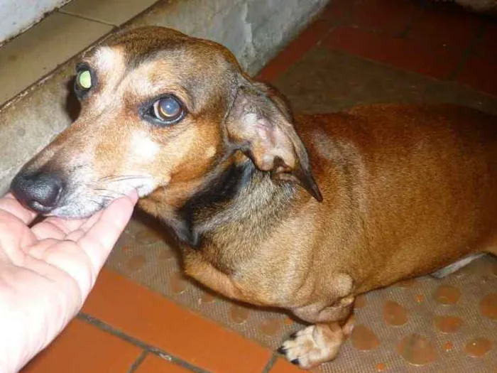 Cachorro ra a Basset idade 6 ou mais anos nome Fritz