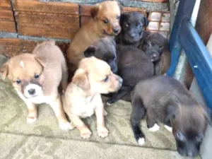 Cachorro raça Virá lata idade Abaixo de 2 meses nome Nt