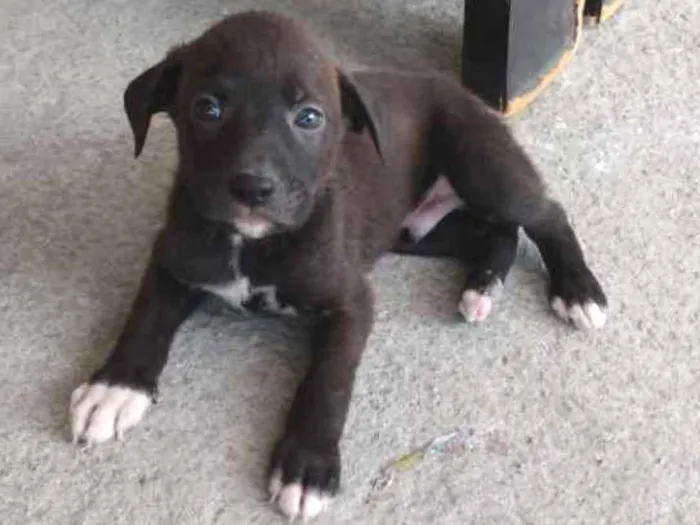 Cachorro raça Virá lata idade Abaixo de 2 meses nome Nt