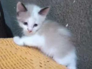 Gato raça Sem definição idade Abaixo de 2 meses nome Gatinhos