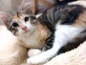 Gato raça Não sei idade 2 a 6 meses nome Abençoada