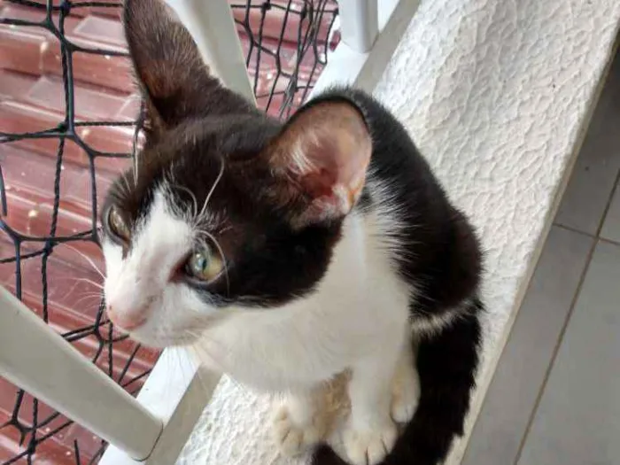 Gato raça Srd idade 2 a 6 meses nome Jonhy