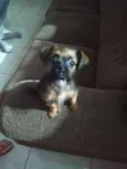 Amora