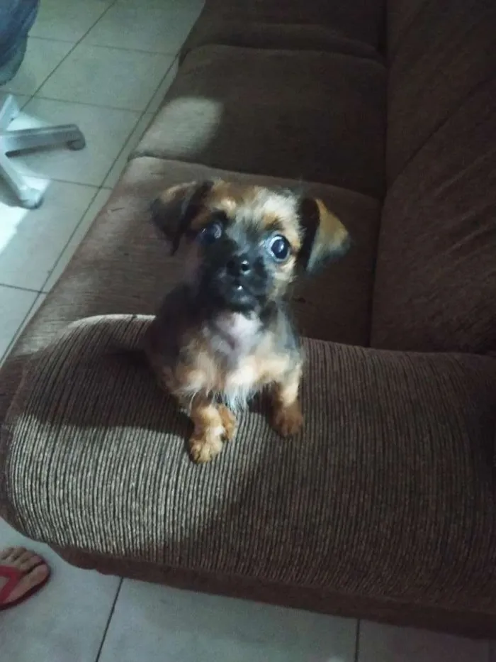 Cachorro ra a Pincher 0 com shitizo idade 2 a 6 meses nome Amora