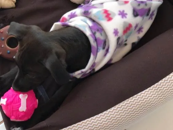 Cachorro raça Vira lata  idade 2 a 6 meses nome Kyara 