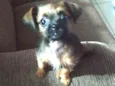 Amora