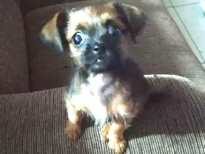 Cachorro raça Pincher 0 com shitizo idade 2 a 6 meses nome Amora