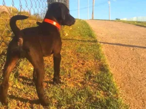 Cachorro raça Vira lata  idade 2 a 6 meses nome Kyara 