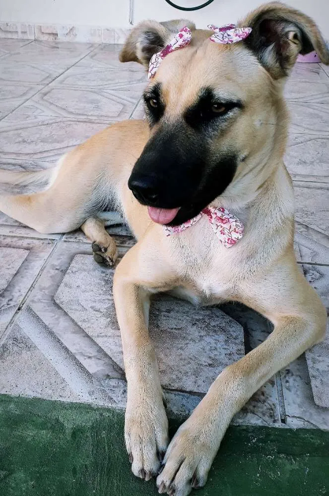 Cachorro ra a Vira lata ( pai pastor belga ) idade 2 anos nome Princesa