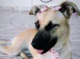 Princesa