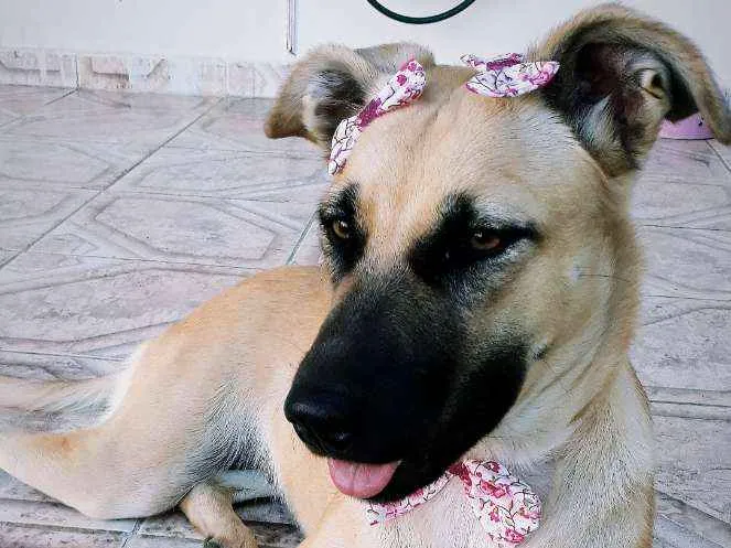 Cachorro ra a Vira lata ( pai pastor belga ) idade 2 anos nome Princesa