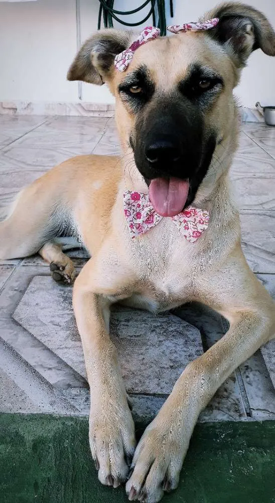 Cachorro ra a Vira lata ( pai pastor belga ) idade 2 anos nome Princesa