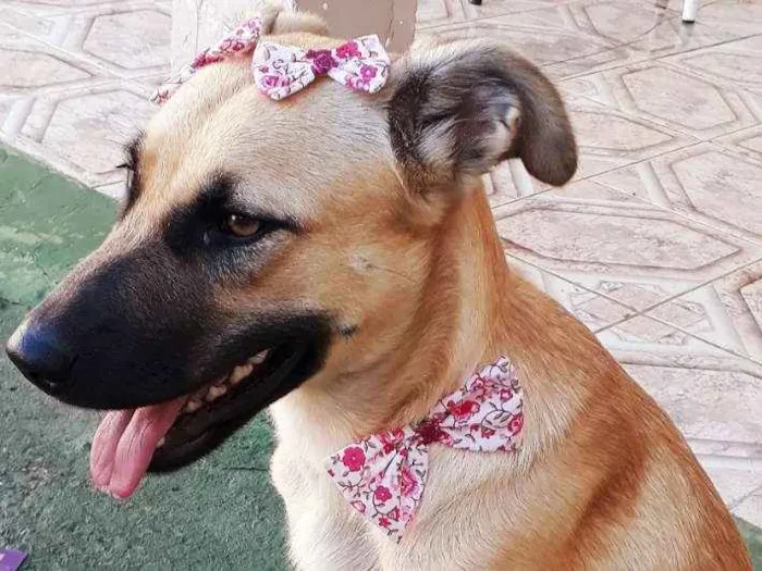 Cachorro ra a Vira lata ( pai pastor belga ) idade 2 anos nome Princesa