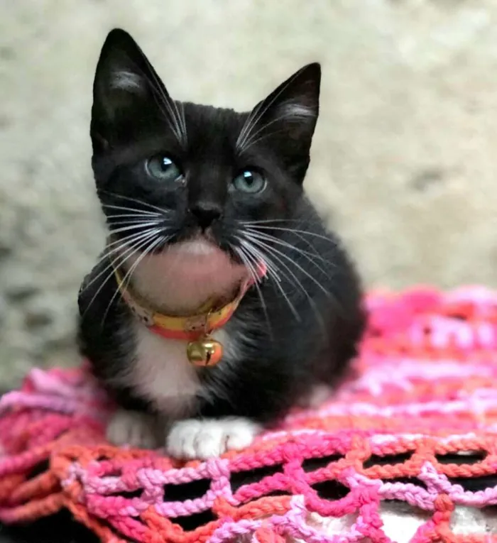 Gato ra a  idade Abaixo de 2 meses nome Filhotes 