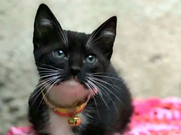 Gato ra a  idade Abaixo de 2 meses nome Filhotes 