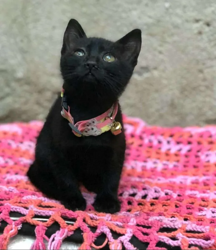 Gato ra a  idade Abaixo de 2 meses nome Filhotes 