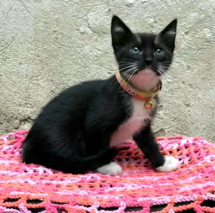 Gato ra a  idade Abaixo de 2 meses nome Filhotes 