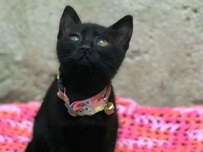 Gato ra a  idade Abaixo de 2 meses nome Filhotes 
