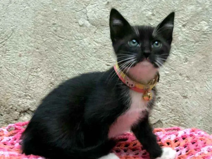 Gato ra a  idade Abaixo de 2 meses nome Filhotes 