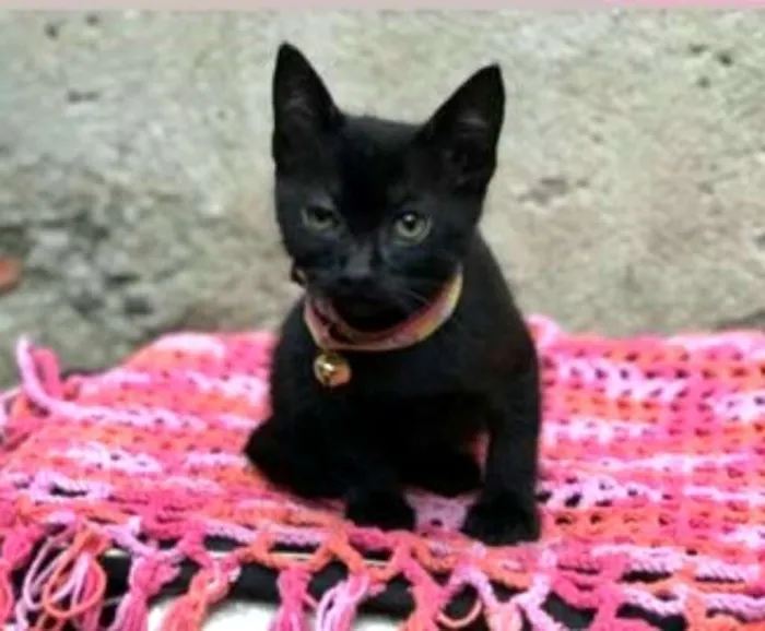 Gato ra a  idade Abaixo de 2 meses nome Filhotes 