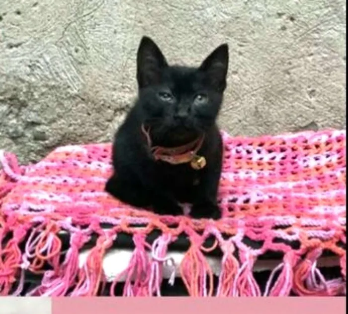 Gato ra a  idade Abaixo de 2 meses nome Filhotes 