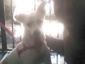Cachorro raça Pe turo eu acho  idade 4 anos nome Branquinha 