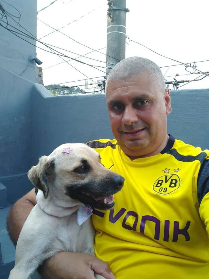 Cachorro ra a Viralata idade 2 anos nome Amora