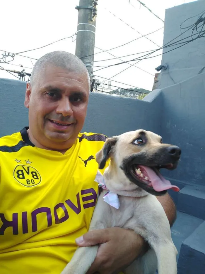 Cachorro ra a Viralata idade 2 anos nome Amora