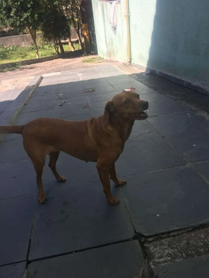 Cachorro ra a Vira lata idade 4 anos nome Megue