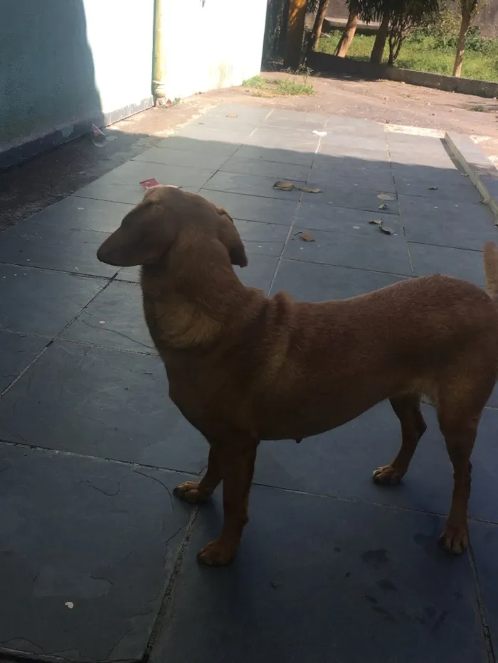 Cachorro ra a Vira lata idade 4 anos nome Megue