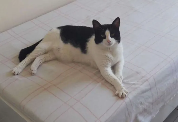 Gato ra a  idade 6 ou mais anos nome Thuco